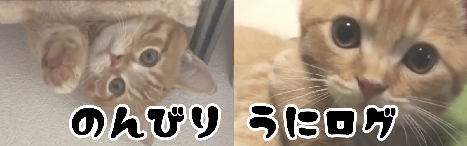 のんびり うにログ